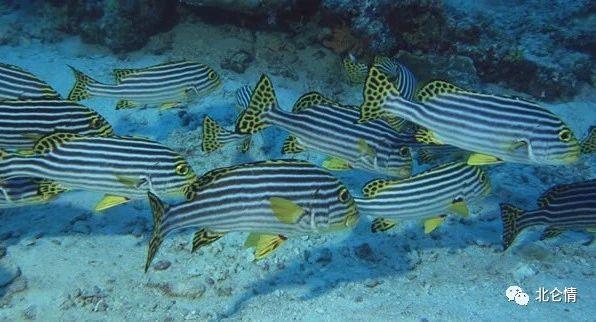 五彩斑斓,性情温和的斑马鱼 - 知乎