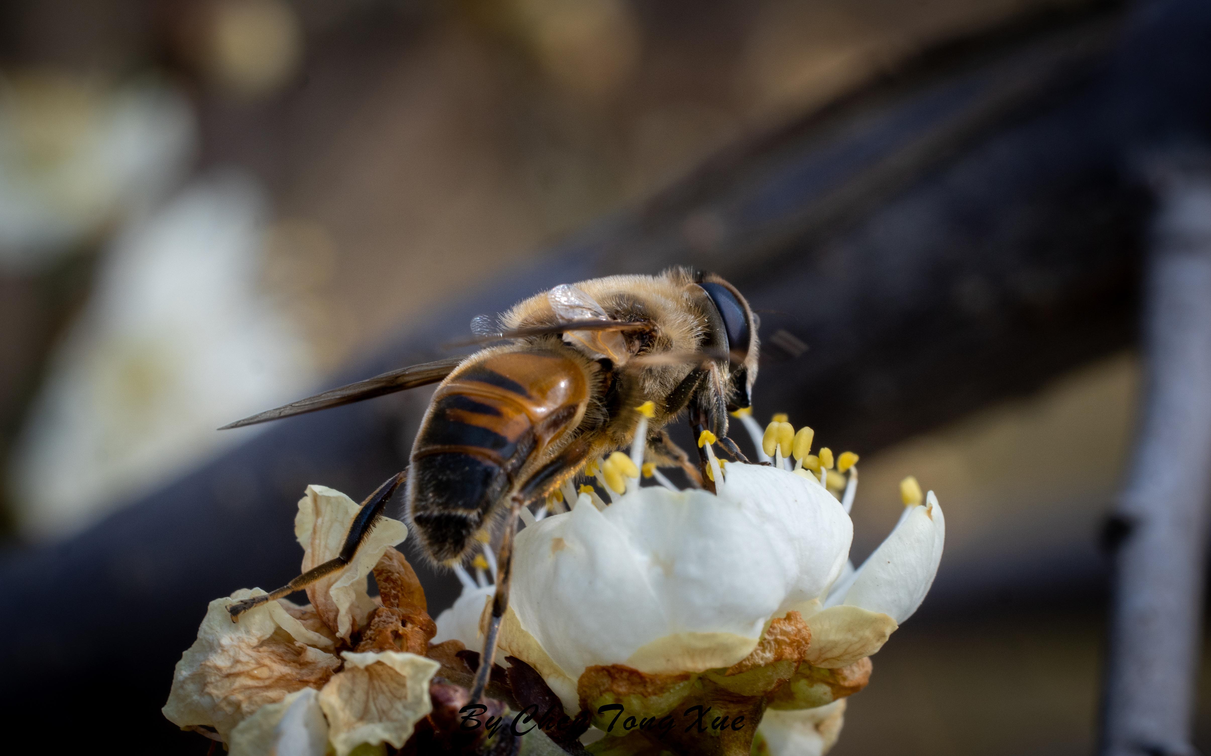 索尼镜头推荐国产高性价比微距镜头七工匠60mmf28实测体验分享