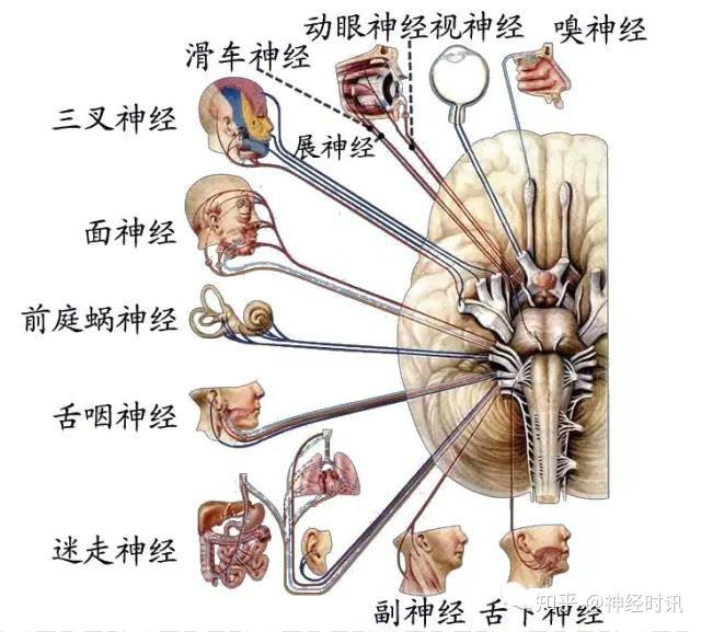 周围神经脑神经图谱以及思维导图 - 知乎