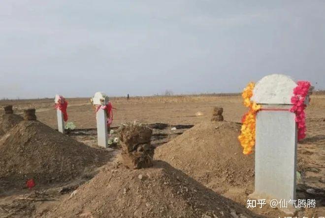 树葬正在快速兴起, 取代火葬只是时间问题? 网友: 不用买墓地了 - 知乎