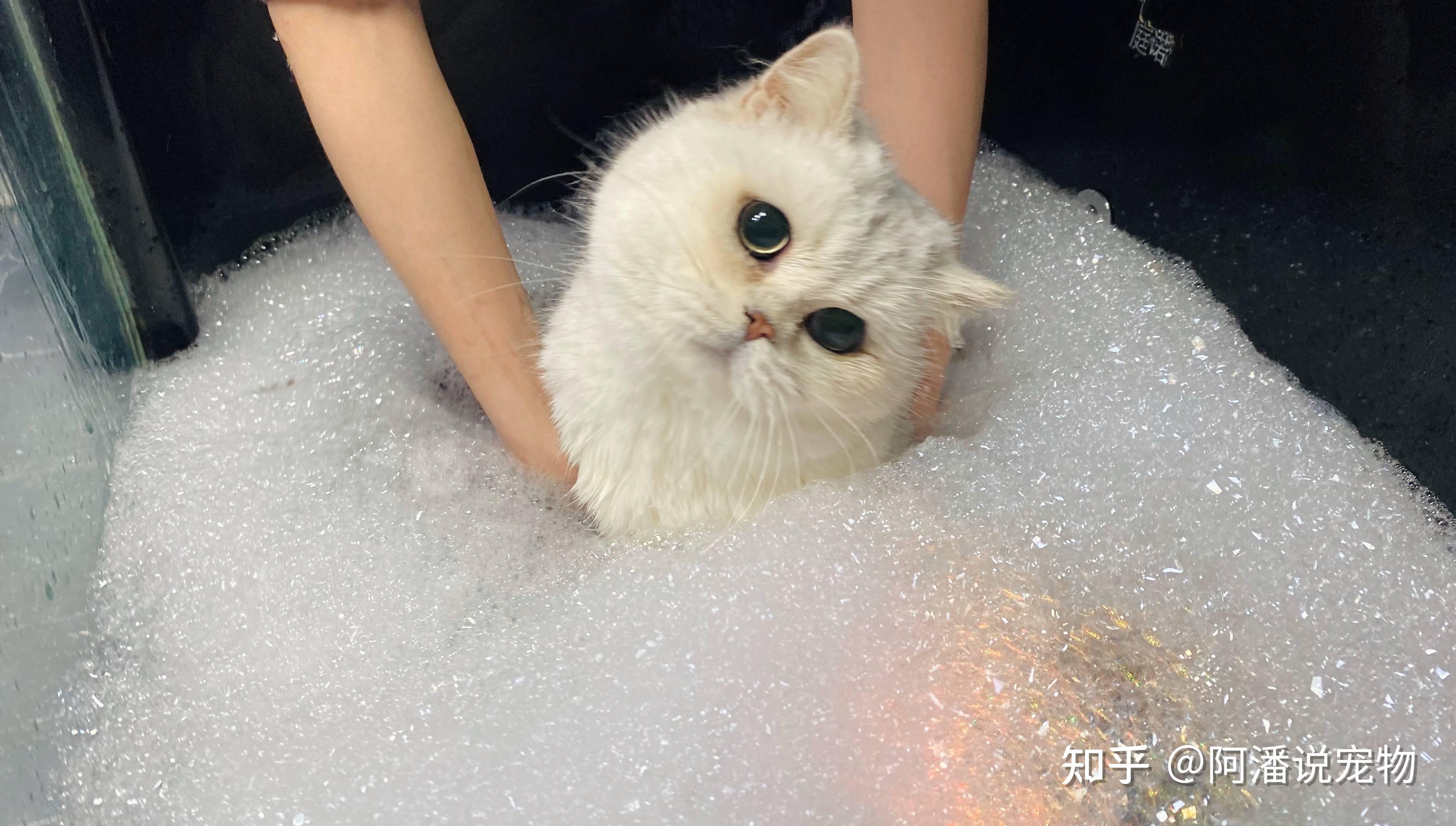 猫咪需要洗澡吗