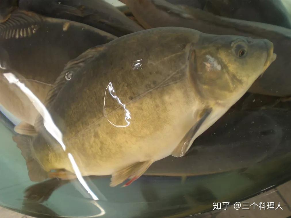 鲤鱼,曾经的“淡水鱼王”,如今为啥不受待见了? - 知乎