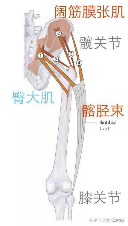 膝盖外侧疼痛怎么办 病因 解决方法 知乎