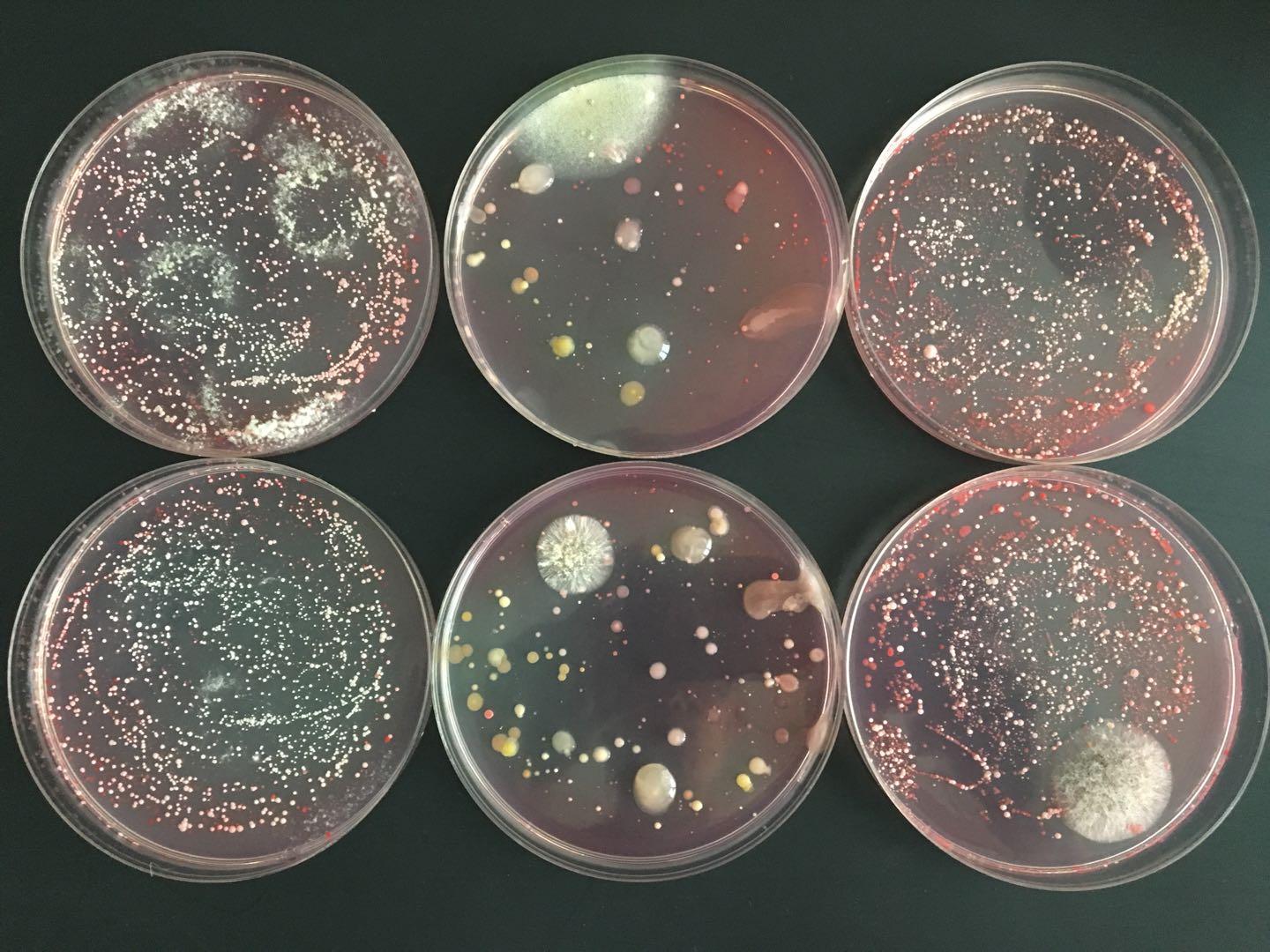 生物细胞细菌摄影图片-生物细胞细菌摄影作品-千库网