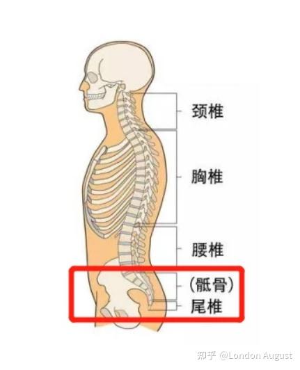 尾椎骨位置图图片