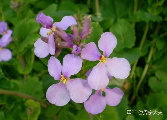 【解惑】甲状腺疾病为什么要少吃萝卜和白菜? - 知乎