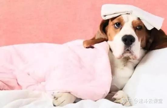 盘点12种犬类常见病症以及判断方法