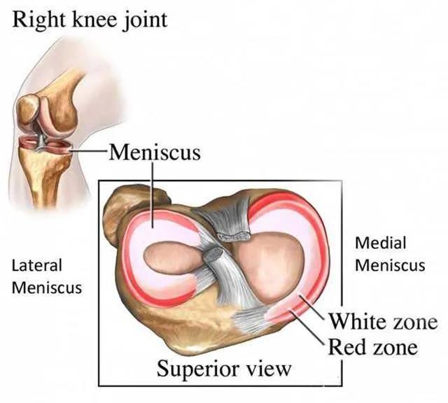 半月板在哪里图片