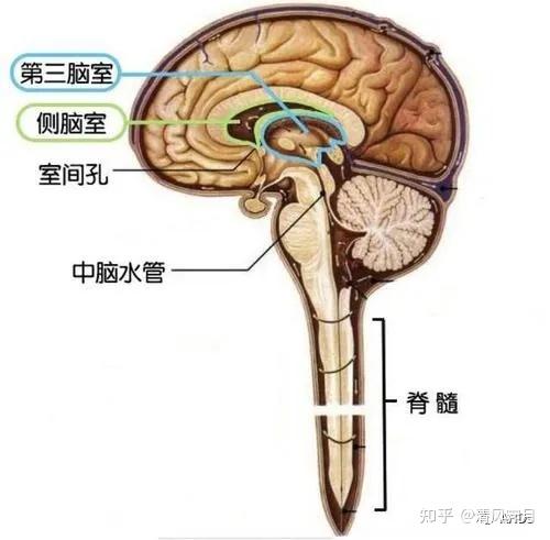 9,脉络丛位于三脑室顶.8,颅内生理性钙化以松果体钙化最常见