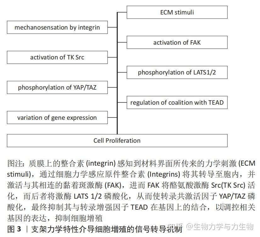 细胞外基质力学微环境与细胞间相互作用的机制与特征 - 知乎