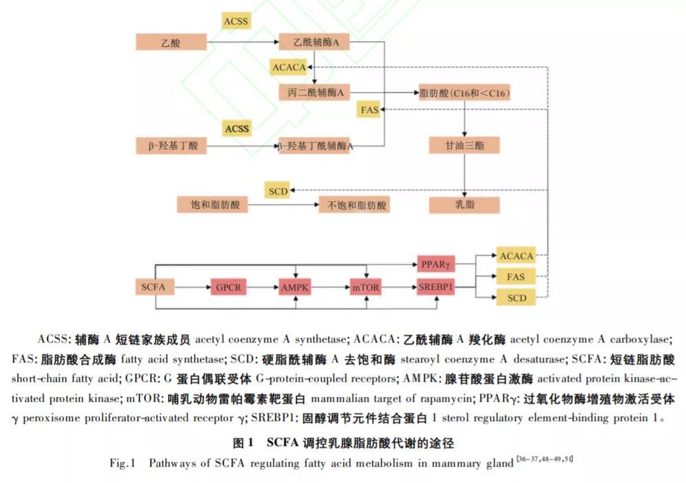 丁酸调控乳脂合成的主要作用机制有两点:首先,丁酸及其代谢产物β羟基