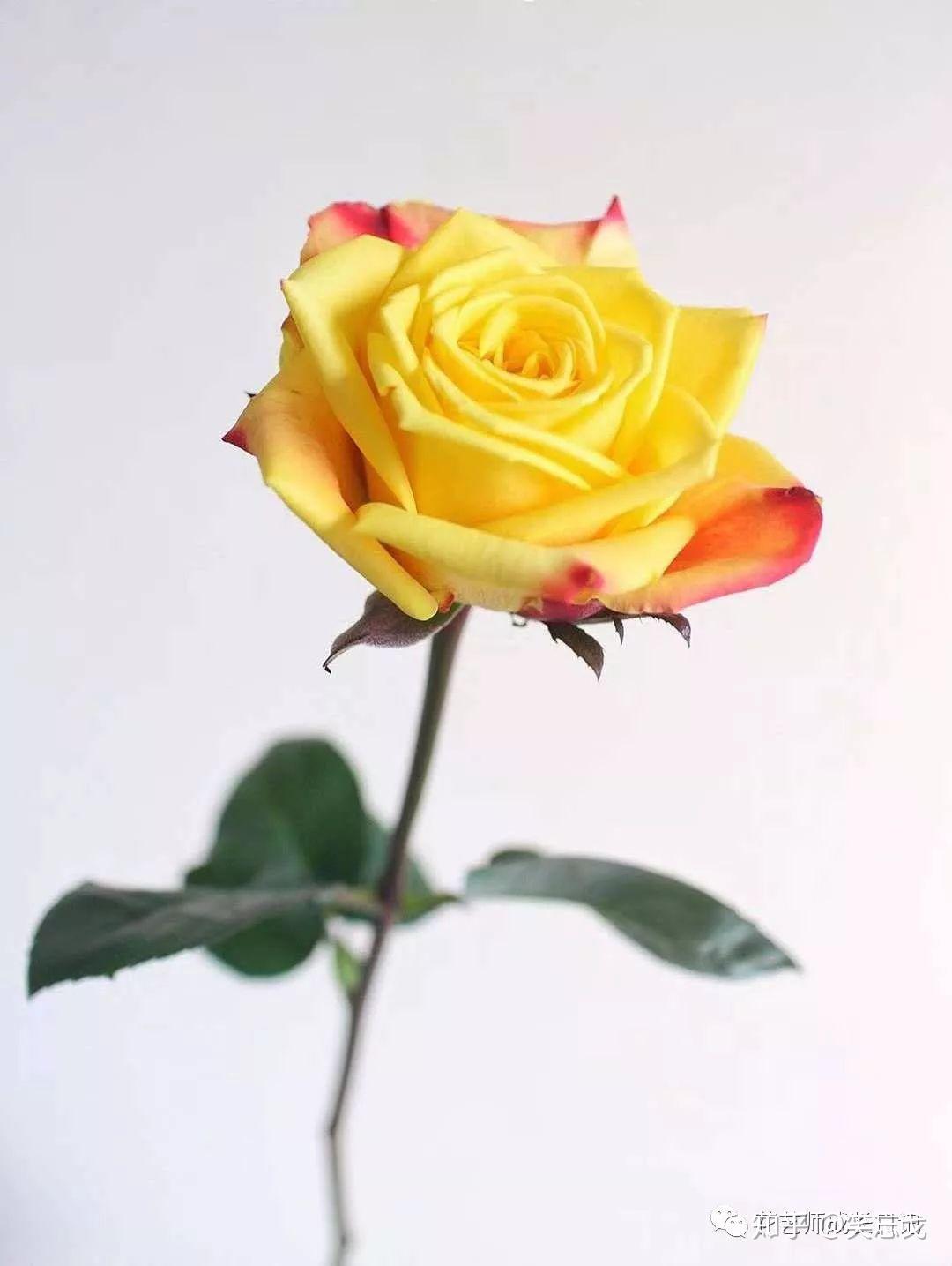 黄玫瑰和小雏菊的花语 - 花百科