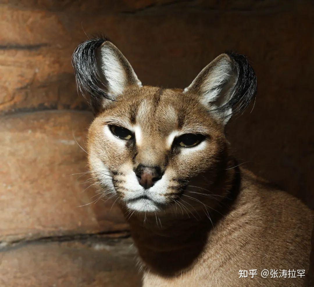 三角耳的狞猫,猛汉子的少女心 - 知乎