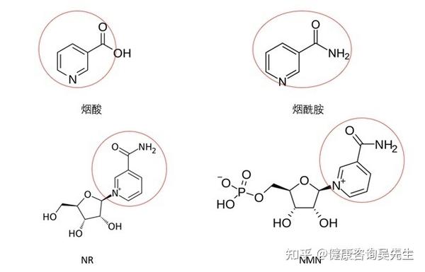 NADH，NMN有抗氧化作用？ - 知乎