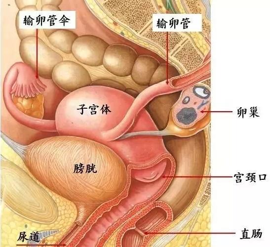 子宫在肚子什么位置图片