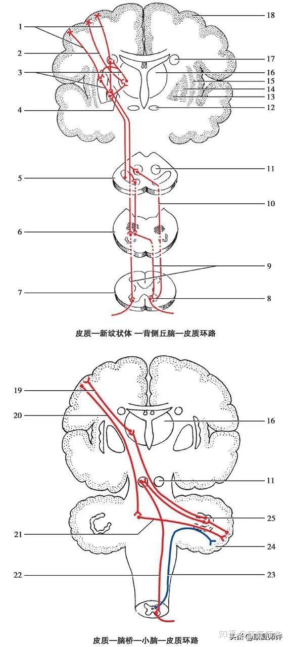 人口锥体_锥体束图片