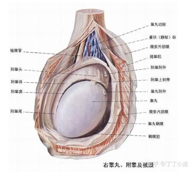 男生的鸡蛋指的是什么图片