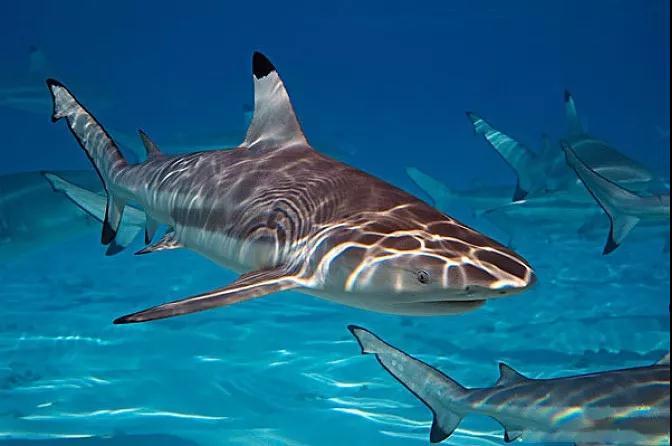 鱼类和无脊椎动物,一些更大的鲨鱼吃海报海狮以及其他的海洋哺乳动物