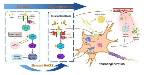 认知障碍是什么障碍 v2-97d8a433cbde21b8e8736f0cee70bd64_1440w.jpg?source=172ae18b