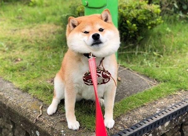 柴犬因拒绝回家网上爆红出门就不想回家一听到回家秒变脸