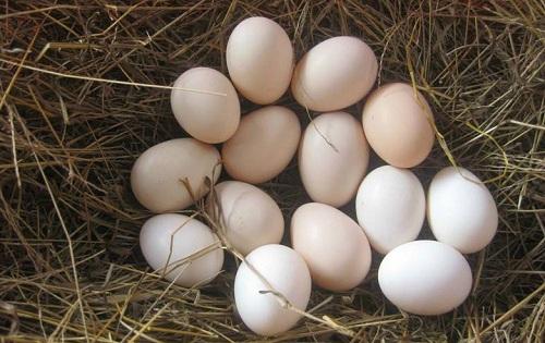 捕金猎人该怎么玩全面攻略已到达战场