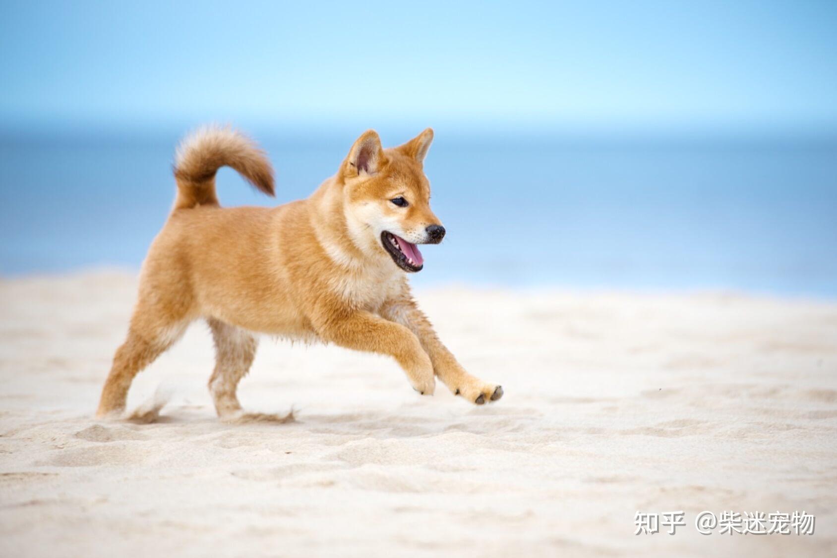 久而久之也會滋生跳蚤,跳騷很容易導致柴犬全身發癢,忍不住用爪子撓