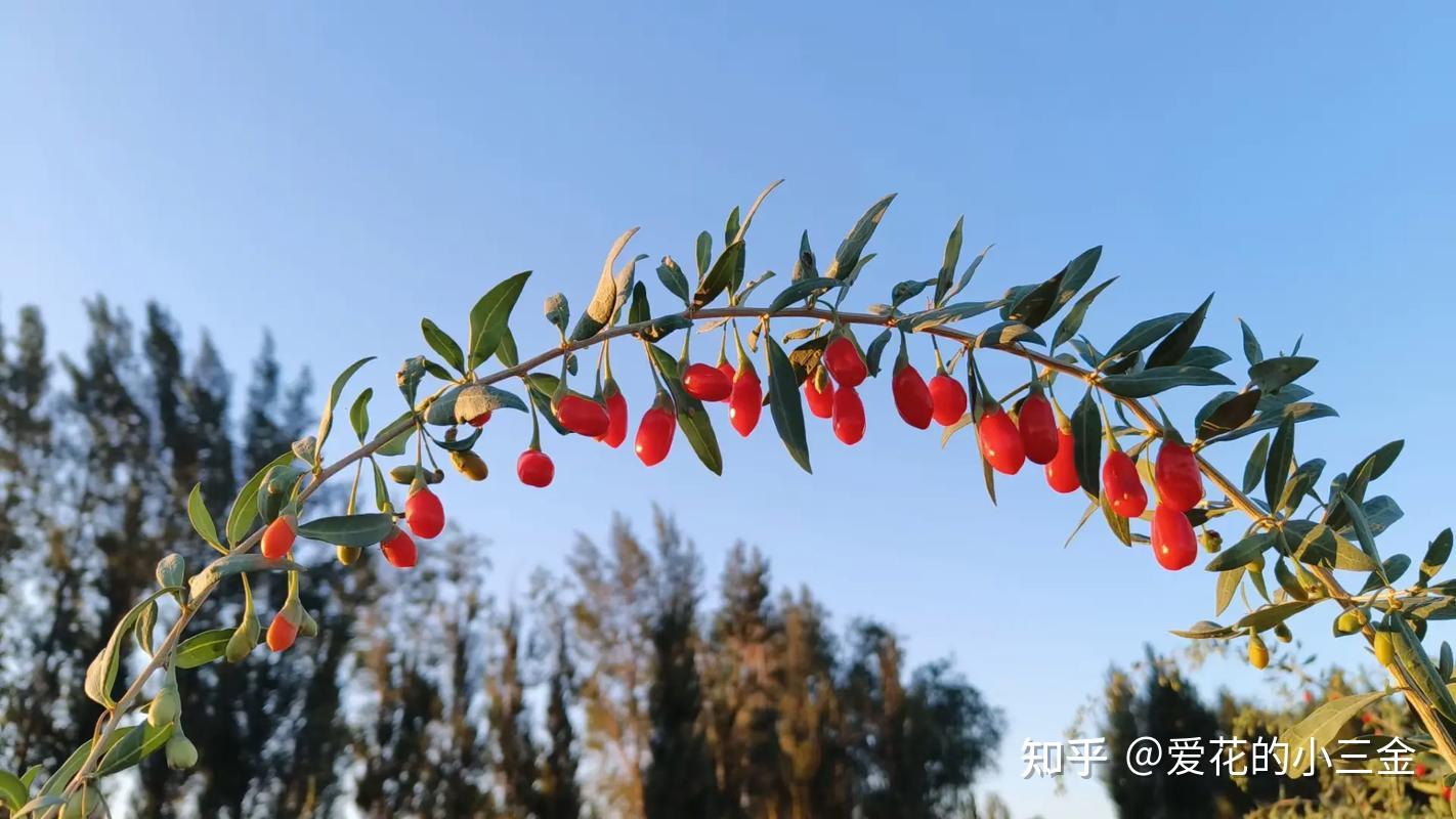 枸杞:当代养生入门级植物 - 知乎