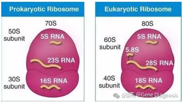 28S/18S比值为何是RNA质量评估的关键？ - 知乎