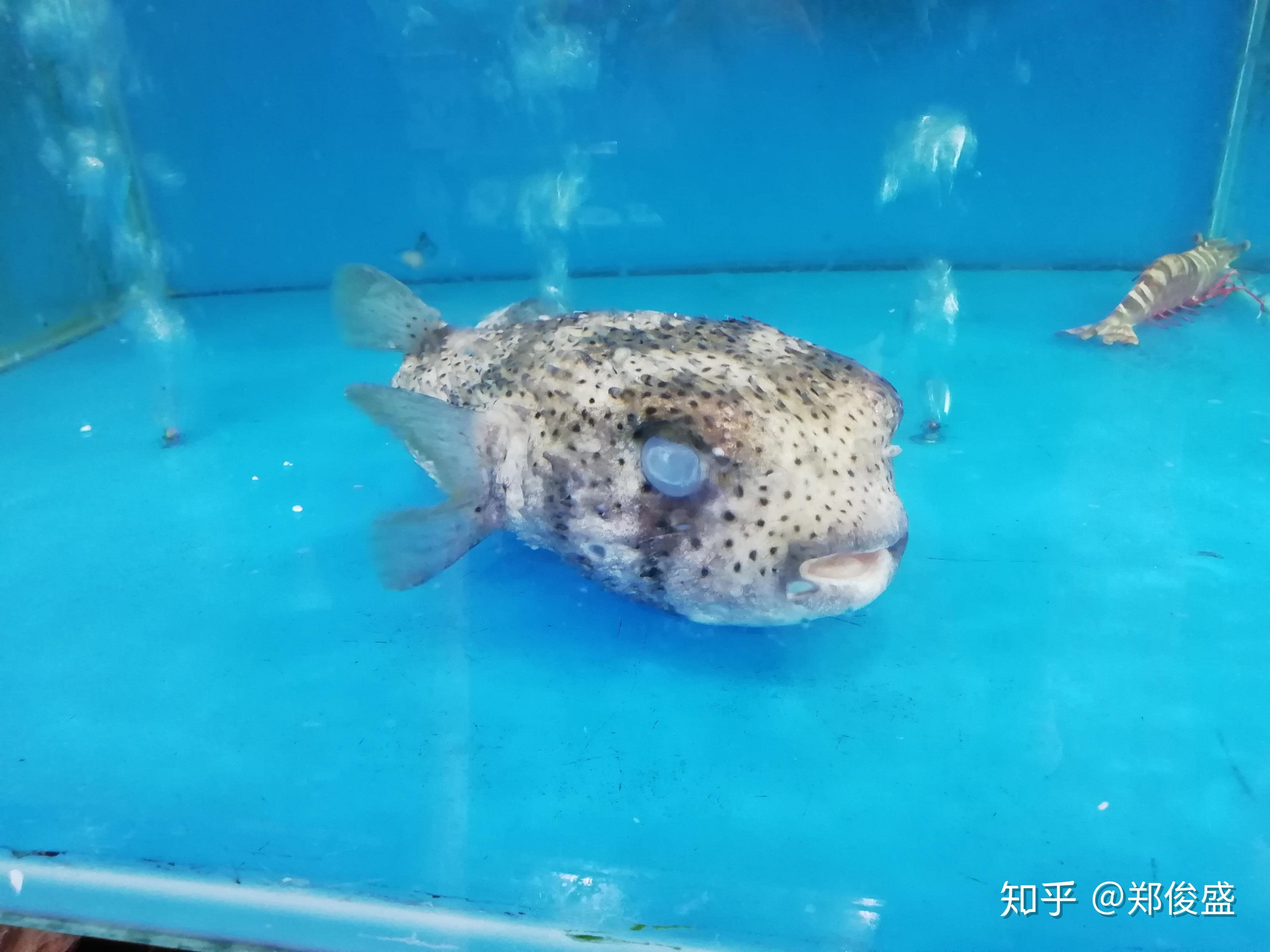 下午,上菠萝山,看连片的菠萝园,品尝新割的菠萝.再到红石滩看海.