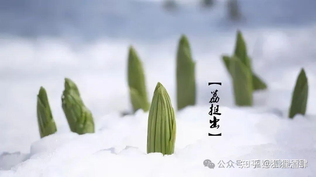 24节气「大雪」有三候:“鹖鴠不鸣、虎始交、荔挺出” - 知乎