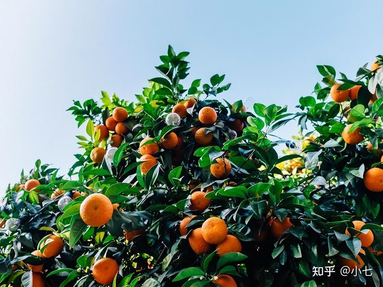 山里也有很多野生的橘子,这些橘子没有被改良过,或者说是以前山里有