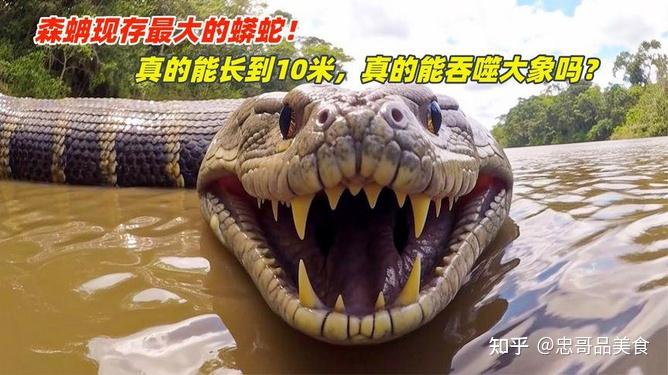 世界上最大的蟒蛇是什么？它们分别有哪几种？ - 知乎