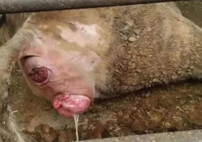 母牛掉球掉房子的原因预防以及治疗方法附视频