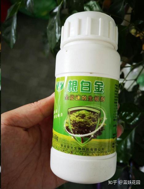 1,水扦如何让枝条生根更快?