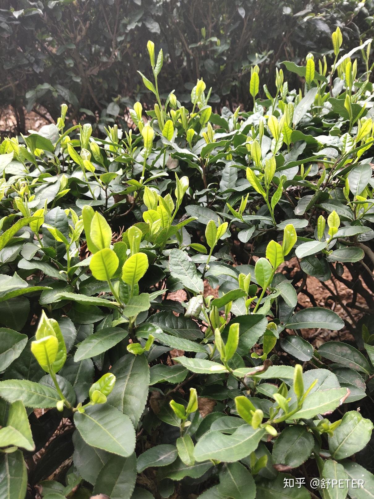 周末回家采摘六安瓜片茶季最忙时候常回家看看