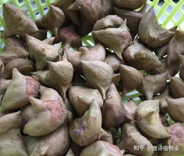 唐诗植物染之《长安三万里》植物及其染色3 植物统计 - 知乎