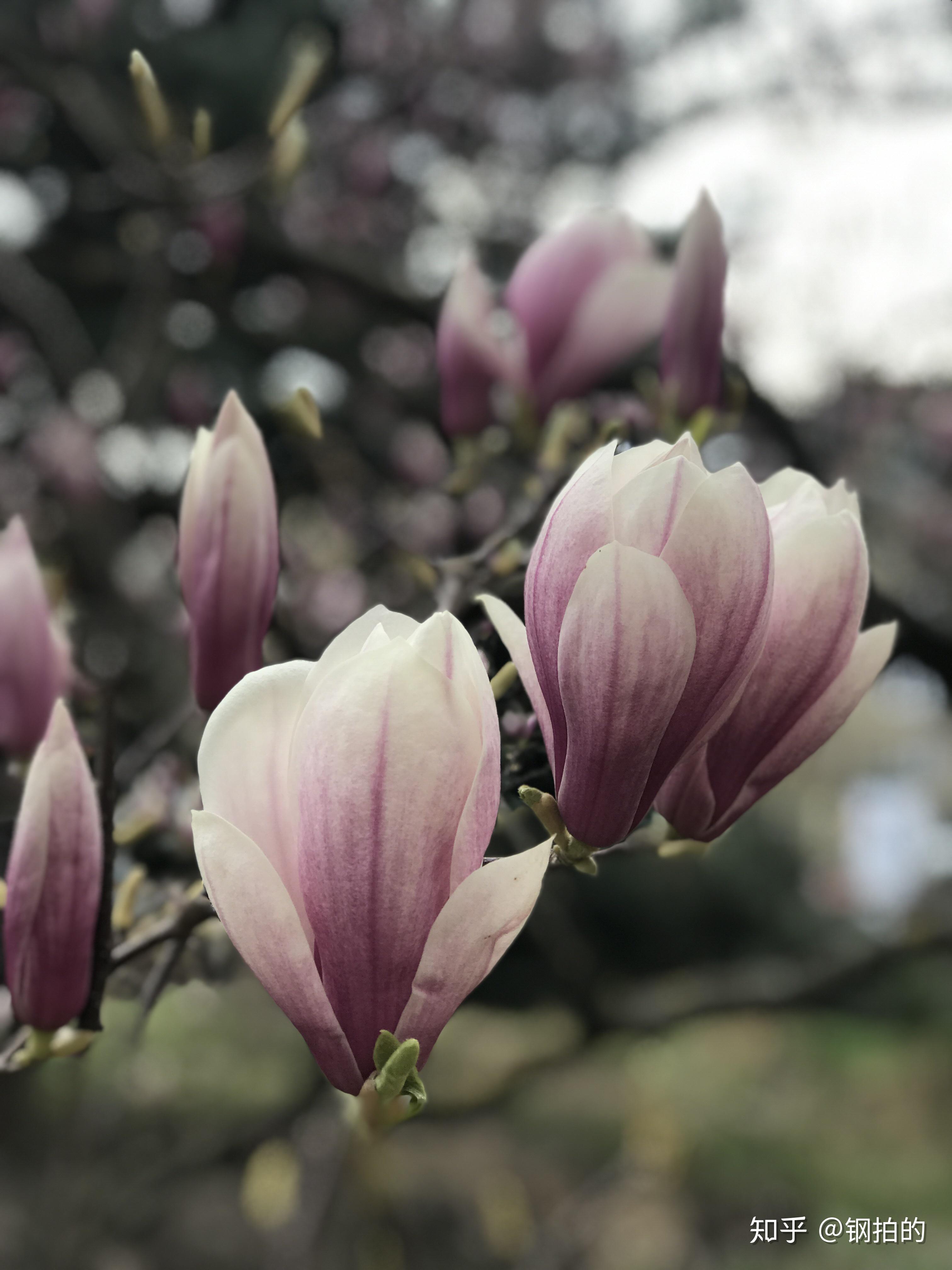 枝头春意馨香玉兰