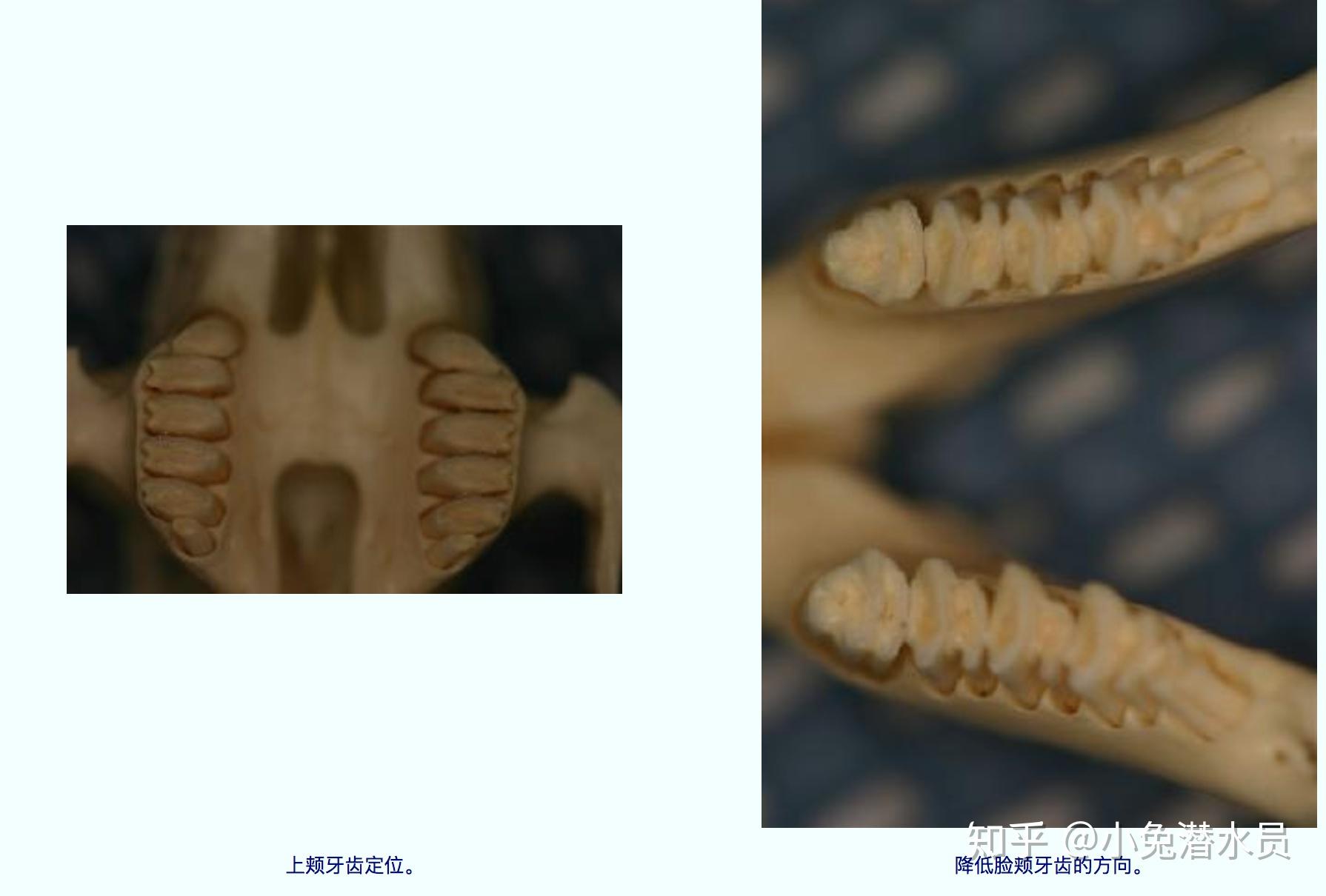 兔子的牙齿系列（一）兔牙齿基础 - 知乎