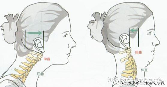 頸部肌肉功能解剖前中斜角肌