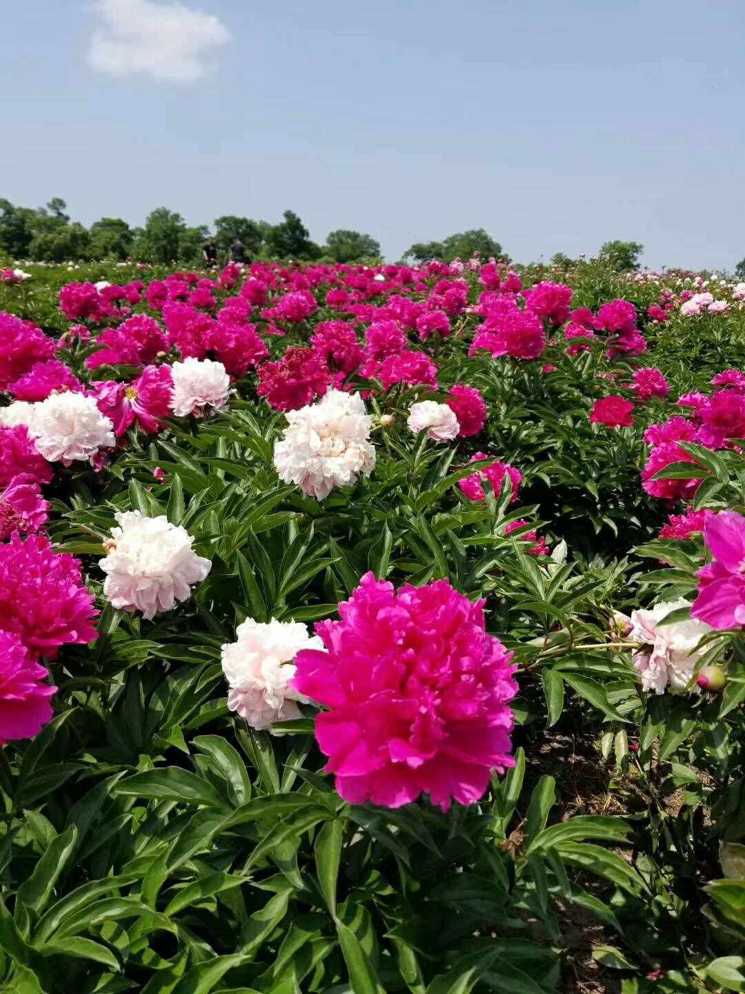 不同类芍药栽培与管理技术 知乎 不同类芍药栽培与管理技术 知乎
