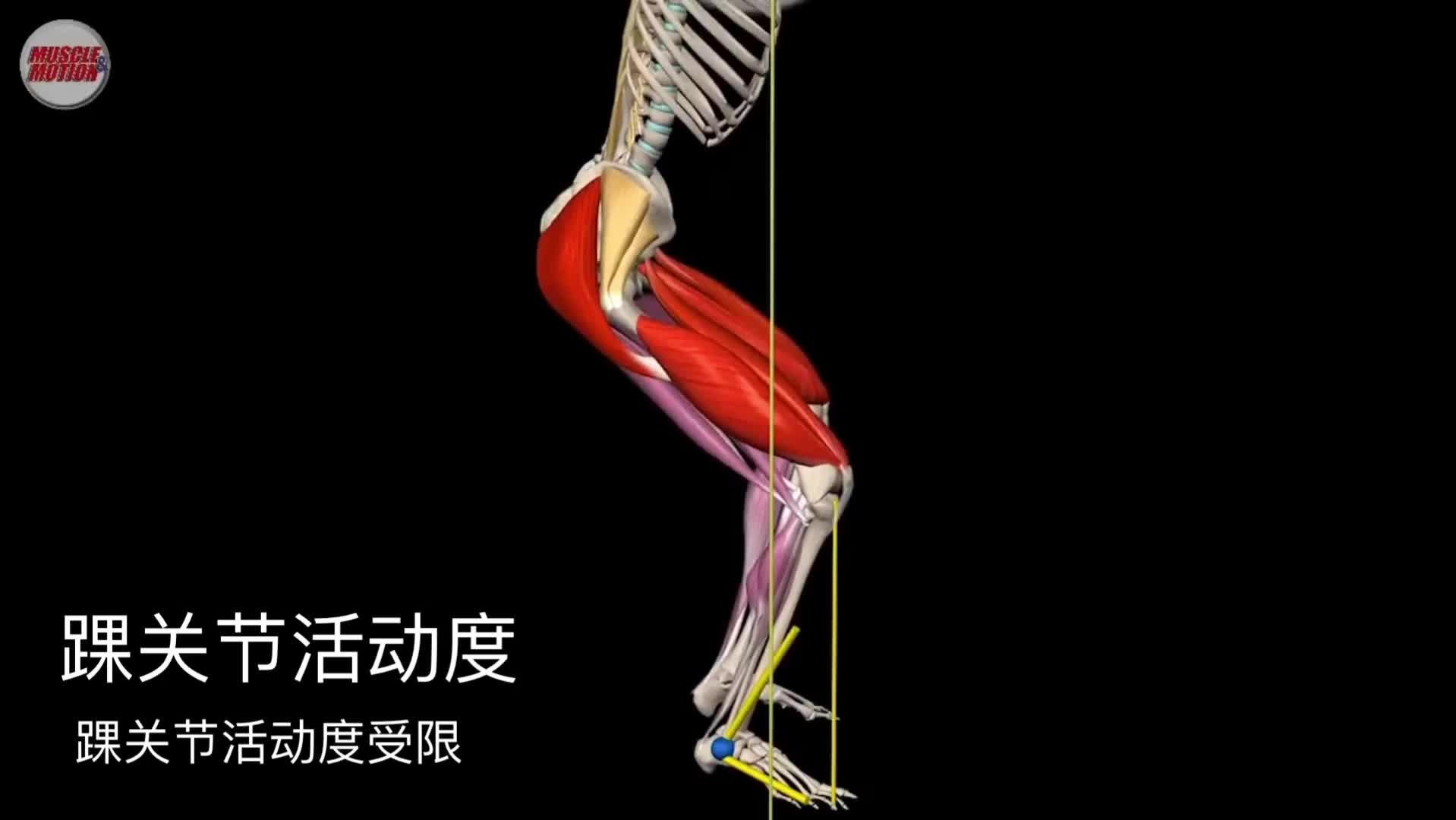 3d動畫課堂深蹲踝關節活動度與脊柱前屈