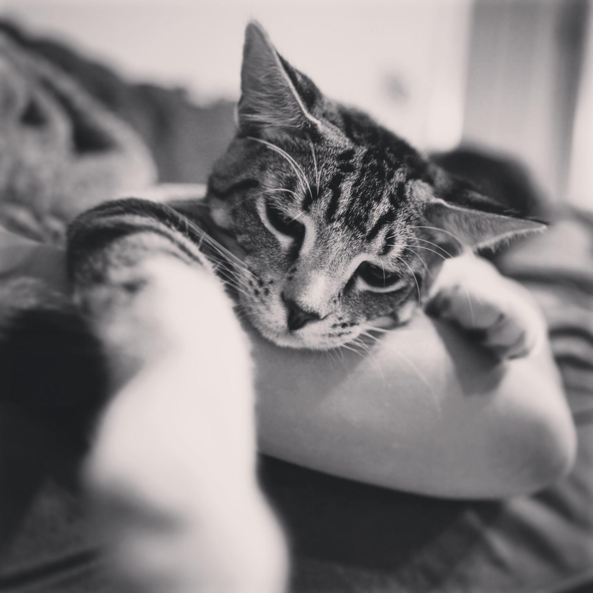 养猫青年越来越多是错觉吗如果是现实的又是什么原因在驱动这一现象呢