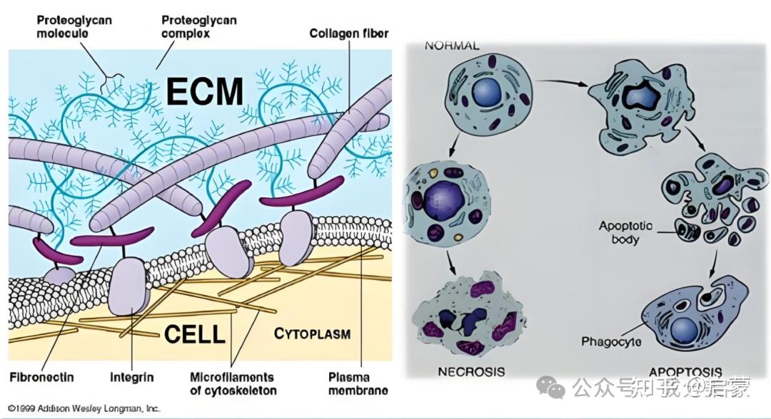细胞外基质ECM的认识 - 知乎