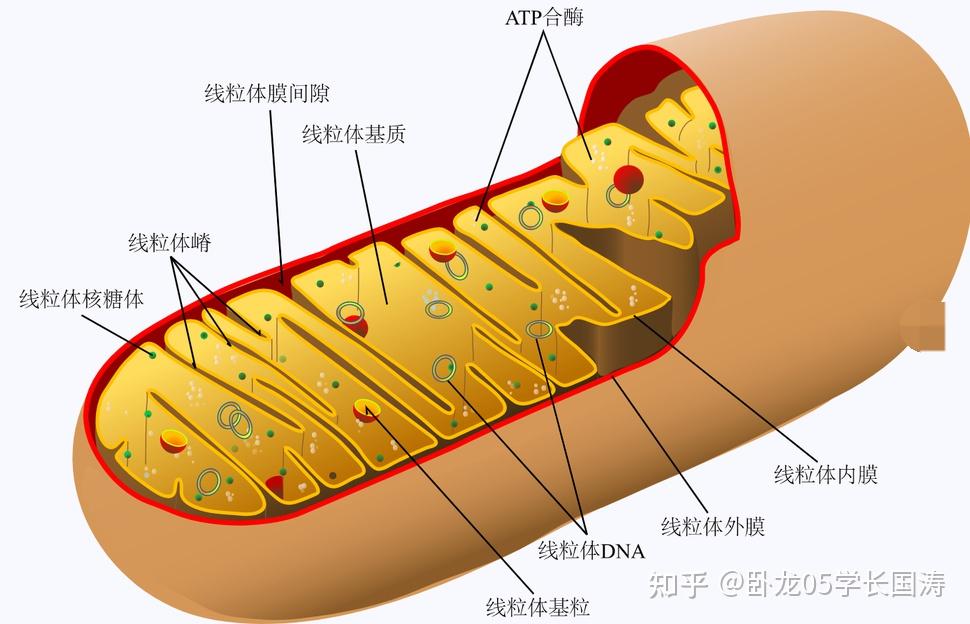 线粒体膜结构图片