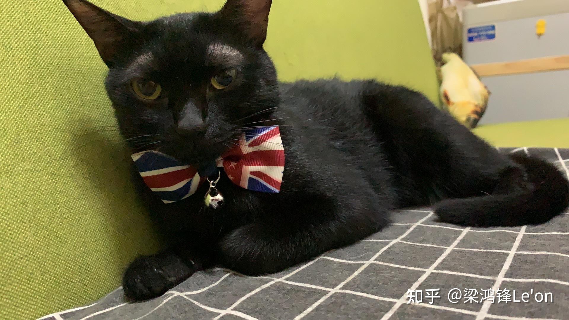 如何得到一只玄猫