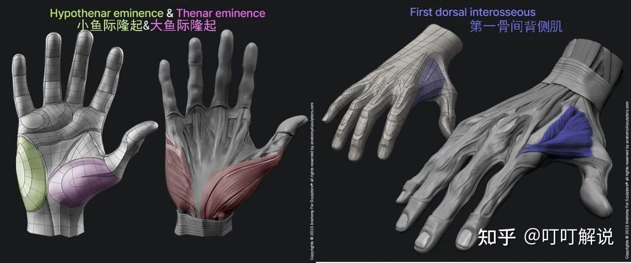艺术家的手部解剖学:基本形状 - 知乎