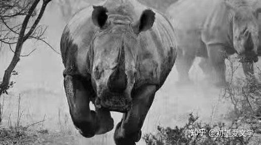 黑天鹅 灰犀牛 独角兽图片