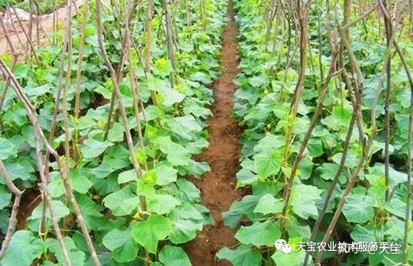 蔬菜苗期常用除草剂及使用技术