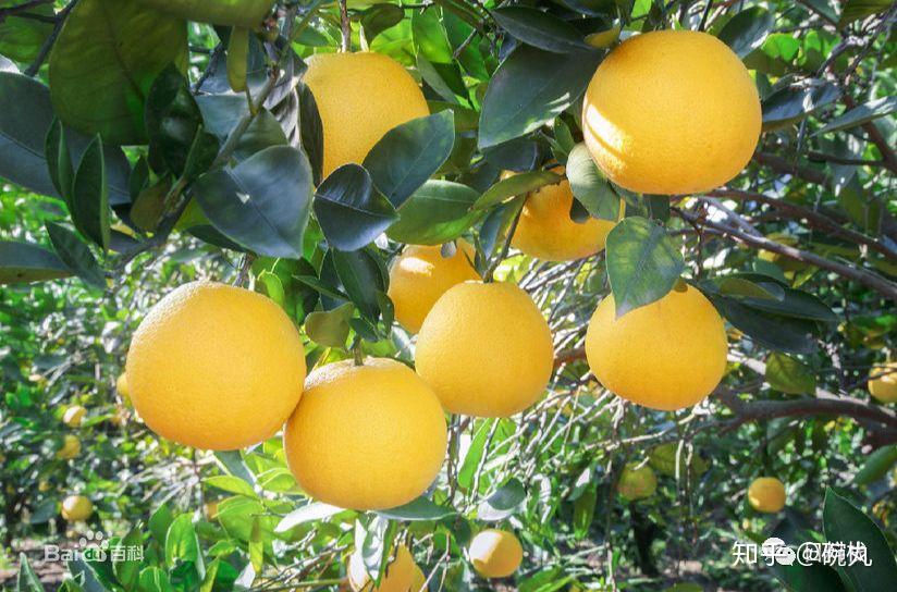 日本柚子它它它居然不是柚子而是橙
