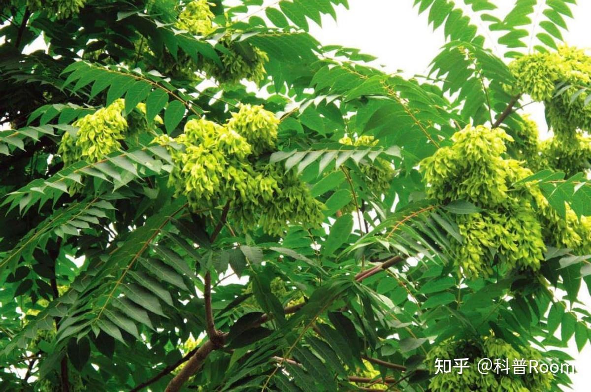 臭椿树入侵美国引发灾难,每年1亿美元打水漂,在中国为何听话? - 知乎